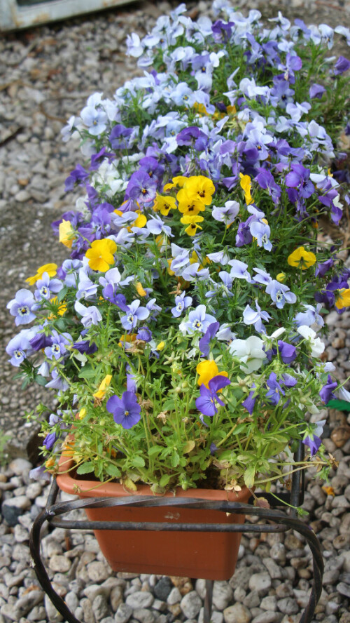 Vorne z. B. Horn-Veilchen(Viola cornuta(L.);Garten-Stiefmütterchen(Viola wittrockiana(Gams ex. Nauenb.& Buttler) wildes Stiefmütterchen(Viola tricolor(L.))  u. a. 
Der Name gilt für eine Veilchengruppe. Das unterste Kronblatt - die Stiefmutter - überdeckt etwas die seitlichen(Petalen).
https://de.wikipedia.org/wiki/Stiefmütterchen

https://www.youtube.com/watch?v=1_K2NbEdrFg
https://www.youtube.com/watch?v=r59WnUWKLVU
https://www.youtube.com/watch?v=eHNaOyWUeos
https://www.youtube.com/watch?v=oA61DER_rZI
u. a.

Aufnameort: Eiershausen "Vorgarten"
Kamera: Canon EOS 700D