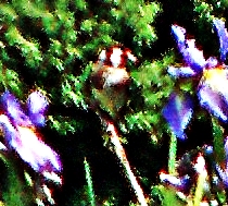 stieglitz-carduelis-carduelis-l-1758-21056.jpeg