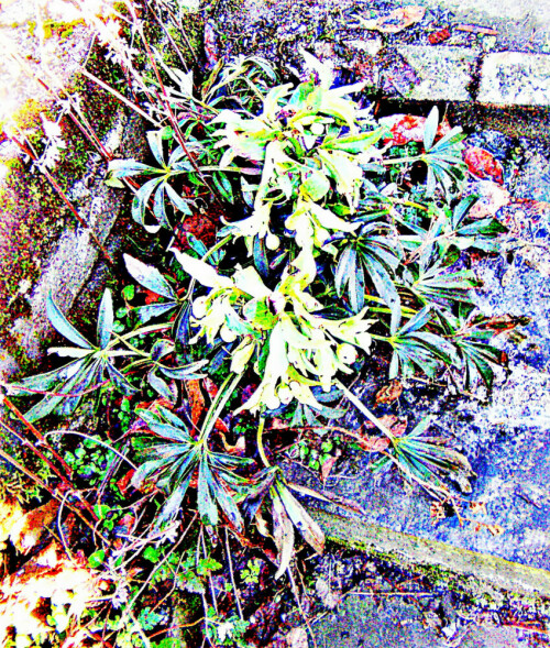 stinkende-nieswurz-helleborus--30793.jpeg