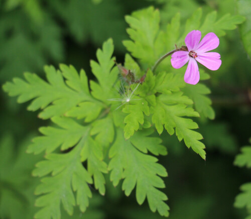 stinkender-storchschnabel-geranium-robertianum-l-17216.jpeg