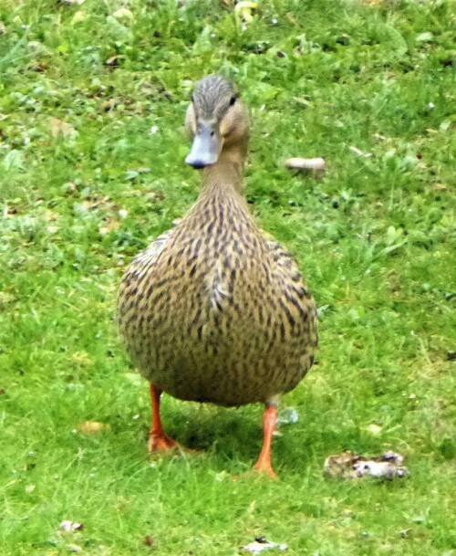 Dieses Stockenten-Weibchen hat wie verrückt das Männchen gesucht. Es ist im Garten hin und her gelaufen. Das sah ganz süß aus.

Aufnameort: Lichtenau / Mfr.
Kamera: Panasonic Lumix TZ61