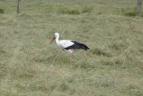 storch-auf-futtersuche-7413.jpeg