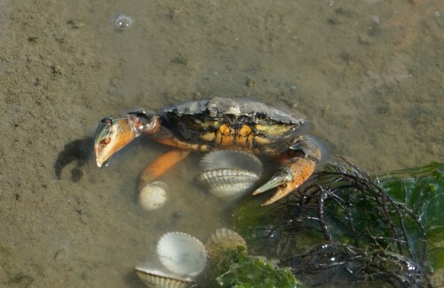 Diese Strandkrabbe reckte auf einem Wattspaziergang wehrhaft ihre Scheren nach oben. Jemand warf ihr Muscheln zu und sie schnappte mit den Scheren danach.

Aufnameort: Juister Watt
Kamera: Sony Alpha 7/II