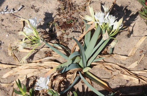 strandlilie-pancratium-maritimum-l-15443.jpeg