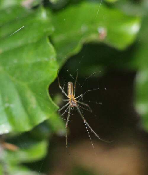 streckerspinne-tetragnatha-nig-14249.jpeg