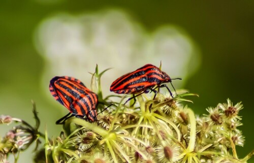 Streifenwanze (Graphosoma lineatum):

Diese Steifenwanzen tummelten sich mit anderen ihrer Artgenossen auf diesen Blumen an der Sophienhöhe.

Aufnameort: Sophienhöhe bei Hambach
Kamera: Canon EOS 2000D