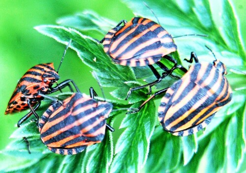 Die Streifenwanze gehört zur Familie der Baumwanzen(Pentatomidae).
Sie ist im Westen der Paläarktis verbreitet und findet sich auch in der gesamten Region um das Mittelmeer herum.
Häufig ist sie auf Doldenblütler(Apiaceae) anzutreffen.
https://de.wikipedia.org/wiki/Streifenwanze

Aufnameort: Eiershausen Rommelsberg
Kamera: Canon EOS 1300D