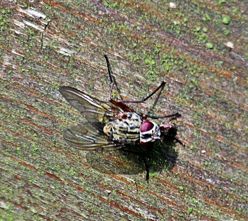 stubenfliege-musca-domestica-l-1758-19409.jpeg