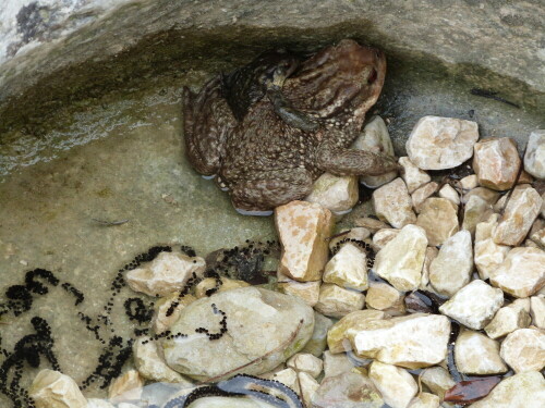 diese Erdkröten fand ich in den Cevennen/Südfrankreich in
einem vom Wasser und Stein ausgehöhlten Kolk, der ca.
1 m Durchmesser hatte. Die weibliche Kröte hatte etwa 18 cm
Körperlänge. Wie klein das Männchen ist, geht aus dem Bild hervor.

Aufnameort: Cevennen/Südfrankreich
Kamera: Lumix FZ 48