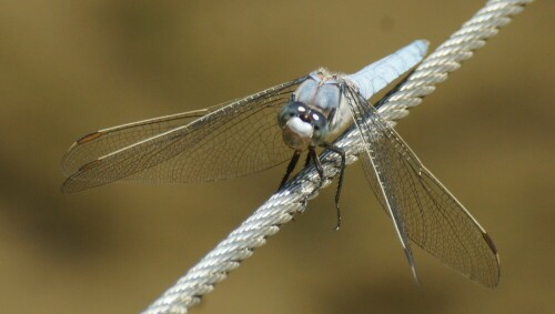 sudlicher-blaupfeil-orthetrum-brunneum-21033.jpeg