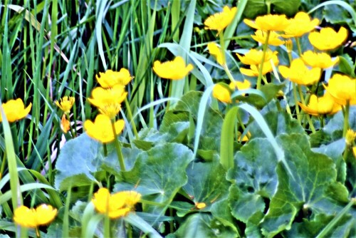 sumpfdotterblume-caltha-palustris-l-22615.jpeg