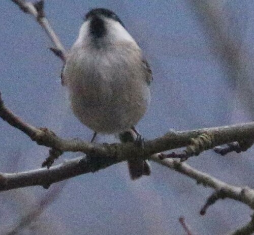 Sumpfmeise auf einem Zweig zu kurzer Rast
https://de.wikipedia.org/wiki/Sumpfmeise

Aufnameort: Eiershausen Garten
Kamera: Canon EOS 700D