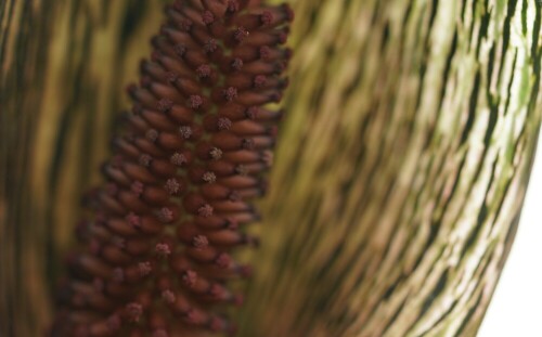 Diese exotische Pflanze erinnert ein wenig an den Aronstab.

Aufnameort: Kew Garden London
Kamera: Sony Alpha 7/II