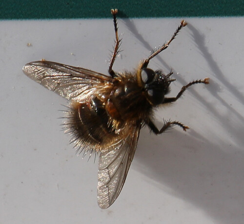 tachinidae-tachina-ursina-meigen-1824-16571.jpeg