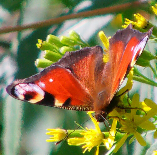 Das Tagpfauenauge war Schmetterling des Jahres 2009.
http://de.wikipedia.org/wiki/Tagpfauenauge

Aufnameort: Eiershausen Hirschbergwald
Kamera: Medion Digitaler Full-HD-Camcorder mit Touchscreen Medion Life