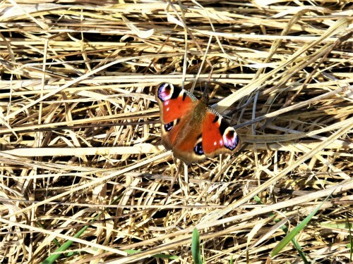 Auch diesen hübschen Schmetterling konnte ich an einem Sonntagsspaziergung zwischen Lichtenau und Immeldorf /Mfr. fotografieren.

Aufnameort: Zwischen Lichtenau und Immeldorf / Mfr.
Kamera: Panasonic Lumix TZ61