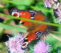 Ein Schmetterling der zu den Edelfaltern gehört. Er wurde 2009 zum Schmetterling des Jahres gewählt.
http://de.wikipedia.org/wiki/Tagpfauenauge

Aufnameort: Eiershausen Hirschbergwald
Kamera: Digitaler Full-HD-Camcorder mit Touchscreen Medion Life