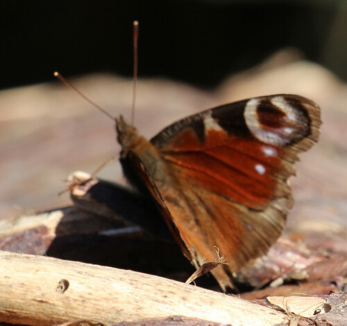 Ein Schmetterling, der durch seine "Abschreck-Mimikry" (augenähnliche Flecken auf seinen Flügeln aufgeklappt) bei seinen Fressfeinden(Vögeln) hierdurch eine längere Lebenserwartung erreichen soll.
https://de.wikipedia.org/wiki/Tagpfauenauge

Aufnameort: Eiershausen Garten
Kamera: Canon EOS 700D