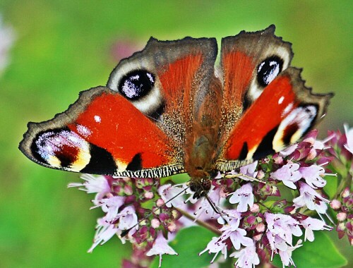 Das Tagpfauenauge ist ein Tagfalter, der zu den Edelfaltern(Nymphalidae) gehört. Er wurde zum Schmetterling des Jahres 2009.
https://de.wikipedia.org/wiki/Tagpfauenauge

Aufnameort: Eiershausen Garten
Kamera: Canon EOS 1300D