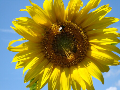 tankstelle-sonnenblume-4940.jpeg