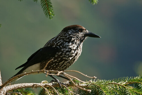 

Aufnameort: Hohe Tatra, Polen
Kamera: Eos 20D, 100-400mm