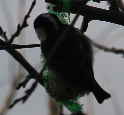 tannenmeise-parus-ater-l-1758-am-meisenknodel-16390.jpeg