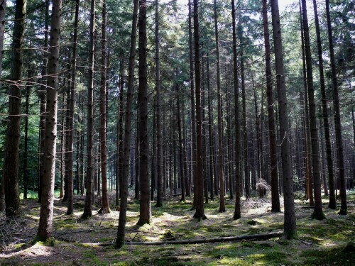 

Aufnameort: Wald in Borken/Westf.
Kamera: Lumix FZ 100