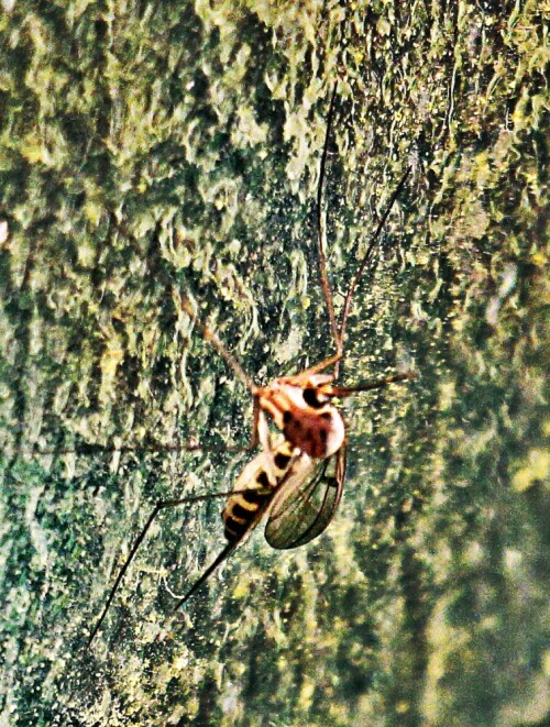 Eine Art Tanzfliege, die gerne sich in der Nähe feuchter Wälder aufhält.
Sie kommt in Süd- wie Mitteleuropa vor.
http://www.insektenbox.de/zweifl/empidi.htm

Aufnameort: Eiershausen Waldrand des Hirschbergwaldes
Kamera: Canon EOS 1300D