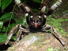 tarantula in angriffstellung

Aufnameort: trinidad
Kamera: fuji finepix 9500