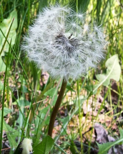 Löwenzahn

Aufnameort: Beeskow/Brandenburg
