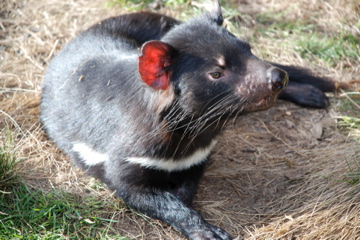 Tasmanien;Teufel;Beuteltiere

Aufnameort: Australien, Tasmanien
Kamera: Nikon D80