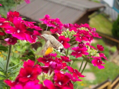 Ein Taubenschwänzchen (Macroglossum stellatarum) in unserem Garten.


