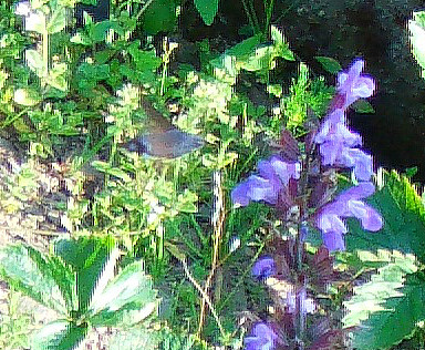 Ein gelegentlicher Blütenbesucher in unserem Garten im Sommer
http://de.wikipedia.org/wiki/Taubenschw%C3%A4nzchen
http://de.wikipedia.org/wiki/Salvia_officinalis

Aufnameort: Eiershausen Garten
Kamera: Medion Digitaler Full-HD-Camcorder mit Touchscreen Medion Life