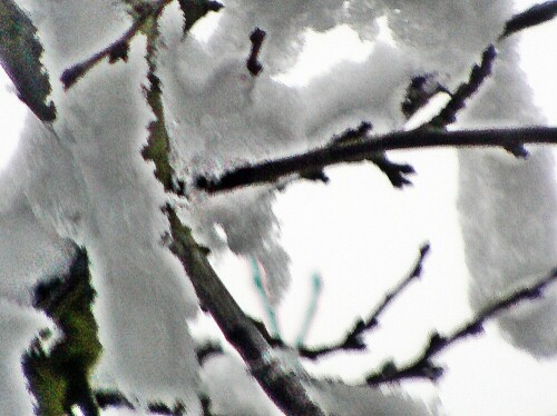 Schnee fällt durch seinen hohen Luftwiderstand etwa fünf Mal langsamer
als Regen. Schnee kann schmelzen und im Sonnenschein sublimieren(, d. h. direkt vom festen zu gasförmigen Zustand übergehen).
In Ermangelung von Schnee wird in Gebieten mit Wintersport manchmal Kunstschnee eingesetzt.
https://de.wikipedia.org/wiki/Schnee


Aufnameort: Eiershausen Garten
Kamera: Canon EOS 1300D