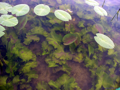 Das Wasser des Görnsees war im Mai sehr klar. So waren nicht nur die Schwimmblätter der Gelben Teichrose (Nuphar lutea), auch Mummel genannt, zu bewundern, sondern auch ihre Unterwasserblätter. Diese werden aufgrund ihrer Form auch umgangssprachlich als „Salatblätter“ bezeichnet.

Aufnameort: Görnsee bei Grebs 23.05.2008
Kamera: Canon PowerShot A610