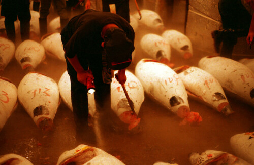 Arbeiter auf dem Tsukiji-Fischmarkt in Tokyo

Aufnameort: Tokyo, Japan
