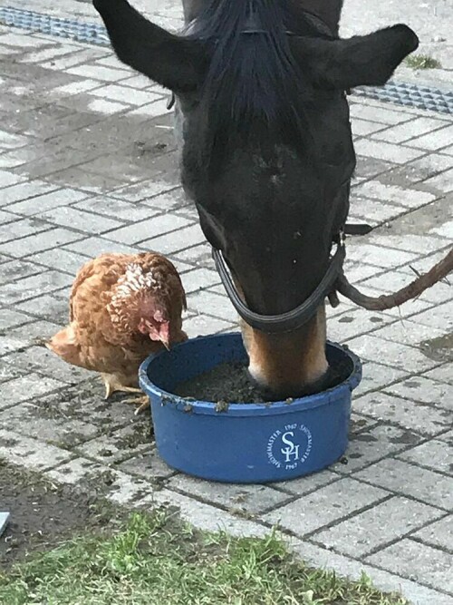 Das Huhn wird von seinesgleichen immer gemopt und wenn das Pferd aus dem Stall kommt, ist es gleich an seiner Seite.

Foto von Susanne Heinle

Aufnameort: Bad Wurzach
Kamera: Handy