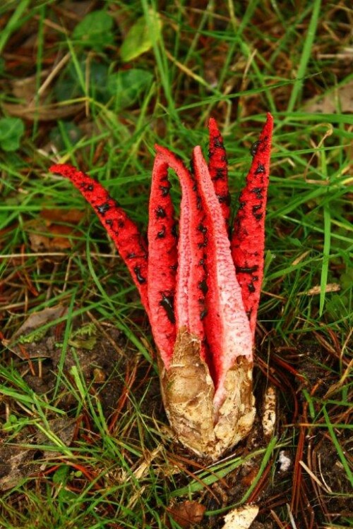 das Highlight meiner bisherigen Pilzausbeute - der Tintenfischpilz - exotisch - wunderschön - selten - stinkt erbärmlich

Aufnameort: Kelheim und nähere Umgebung
Kamera: Canon EOS 60 D