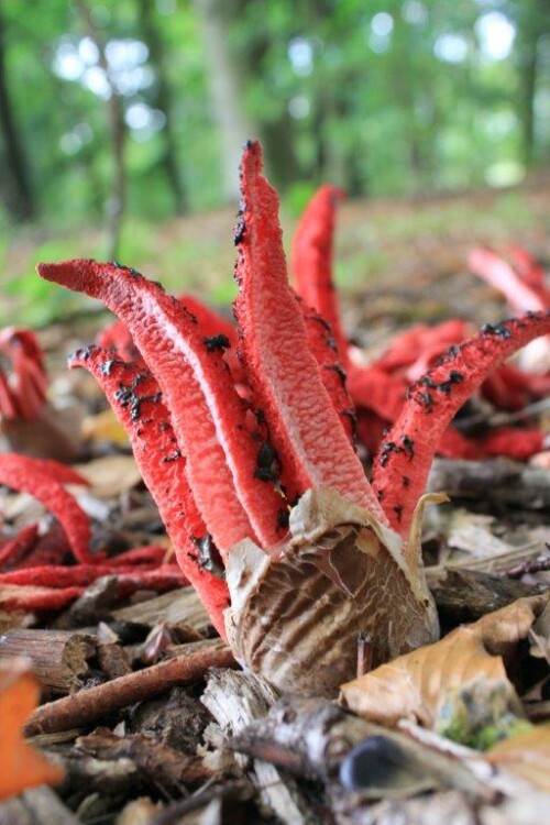 das Highlight meiner bisherigen Pilzausbeute - der Tintenfischpilz - exotisch - wunderschön - selten - stinkt erbärmlich

Aufnameort: Bayerischer Wald
Kamera: Canon EOS 60 D