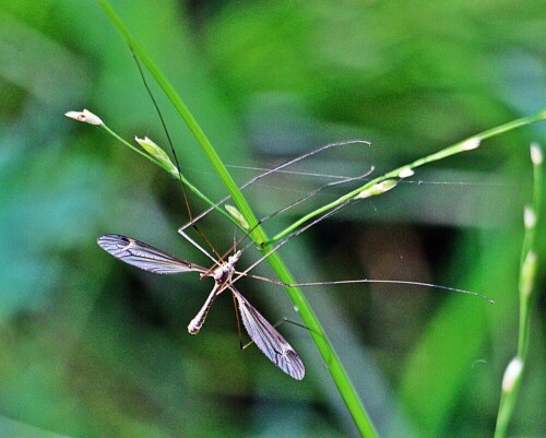 tipula-lateralis-meigen-1830-19236.jpeg