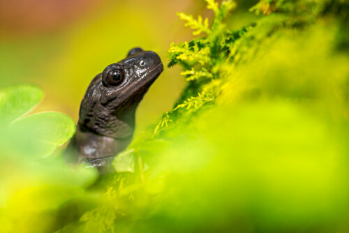 Die Salamanderpest (Bsal) breitet sich immer weiter aus und bedroht heimische Salamanderarten wie den Alpensalamander.

Aufnameort: Vorarlberg
Kamera: Nikon D500