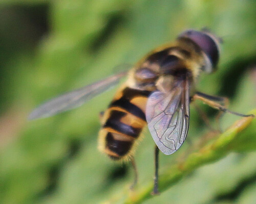 totenkopfschwebfliege-oder-gem-17249.jpeg