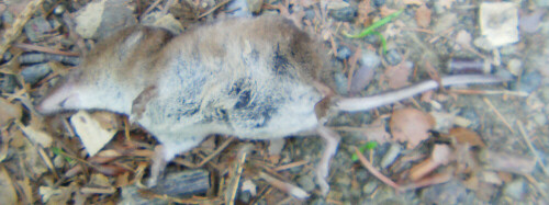 Spitzmäuse haben als häufige Insektenfresser eine hohe Stoffwechselrate, weshalb sie größere Mengen fressen.
http://de.wikipedia.org/wiki/Waldspitzmaus

Aufnameort: Eiershausen Hirschbergwald
Kamera: Medion Full-HD-Camcorder mit Touchscreen Medion Life