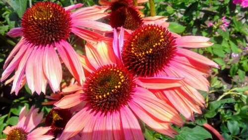 traumhafte-echinacea-21220.jpeg