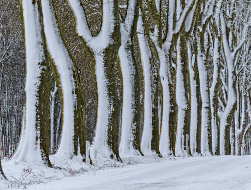 triesdorf-platanenallee-im-schnee-18408.jpeg