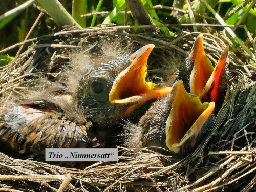 Das Trio "Nimmersatt"

Aufnameort: Ronnenberg
Kamera: Fuji X 20