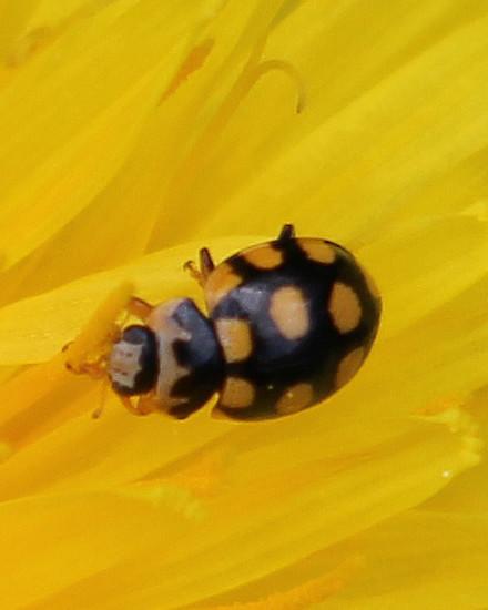 Ein auffällig schwarz-gelblich gefärbter Marienkäfer, der im Frühjahr auch z. B.  Korbblütlern wie Löwenzahn besuchen kann.
http://de.wikipedia.org/wiki/Trockenrasen-Marienkäfer

Aufnameort: Eiershausen Waldrand des Hirschbergwaldes
Kamera: Canon EOS 700D