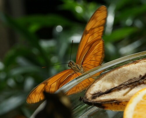 Die Schmetterlinge werden im Insektarium mit Fruchtscheiben gefüttert. Mir ihrem langen Rüssel saugen sie aus den Früchten den süßen Saft heraus.

Aufnameort: Botanischer Garten Kopenhagen
Kamera: Sony Alpha 7/II