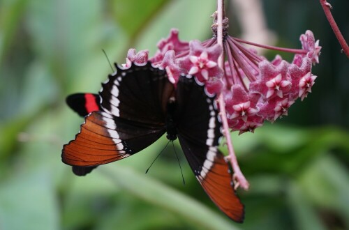 

Aufnameort: Botanischer Garten Kopenhagen
Kamera: Sony Alpha 7/II