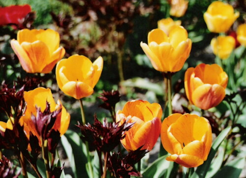 Warme Farben läuten den Frühling ein

Aufnameort: Im eigenen Garten
